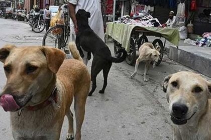 Goa sets goal for complete sterilisation of stray dogs, Nilkant Halarnkar announces