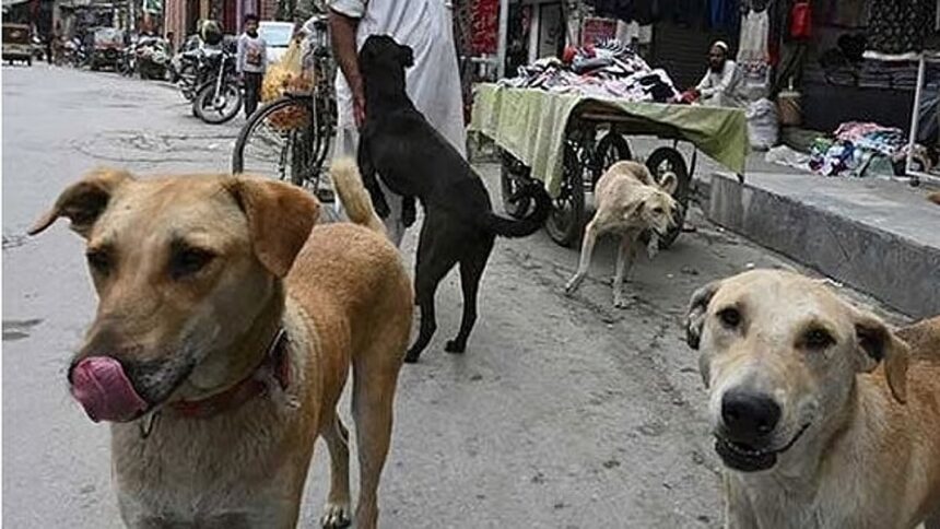 Goa sets goal for complete sterilisation of stray dogs, Nilkant Halarnkar announces 1 Goa sets goal for complete sterilisation of stray dogs, Nilkant Halarnkar announces