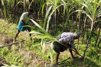 Goa sugarcane farmers to get only central fixed rate as state ends support