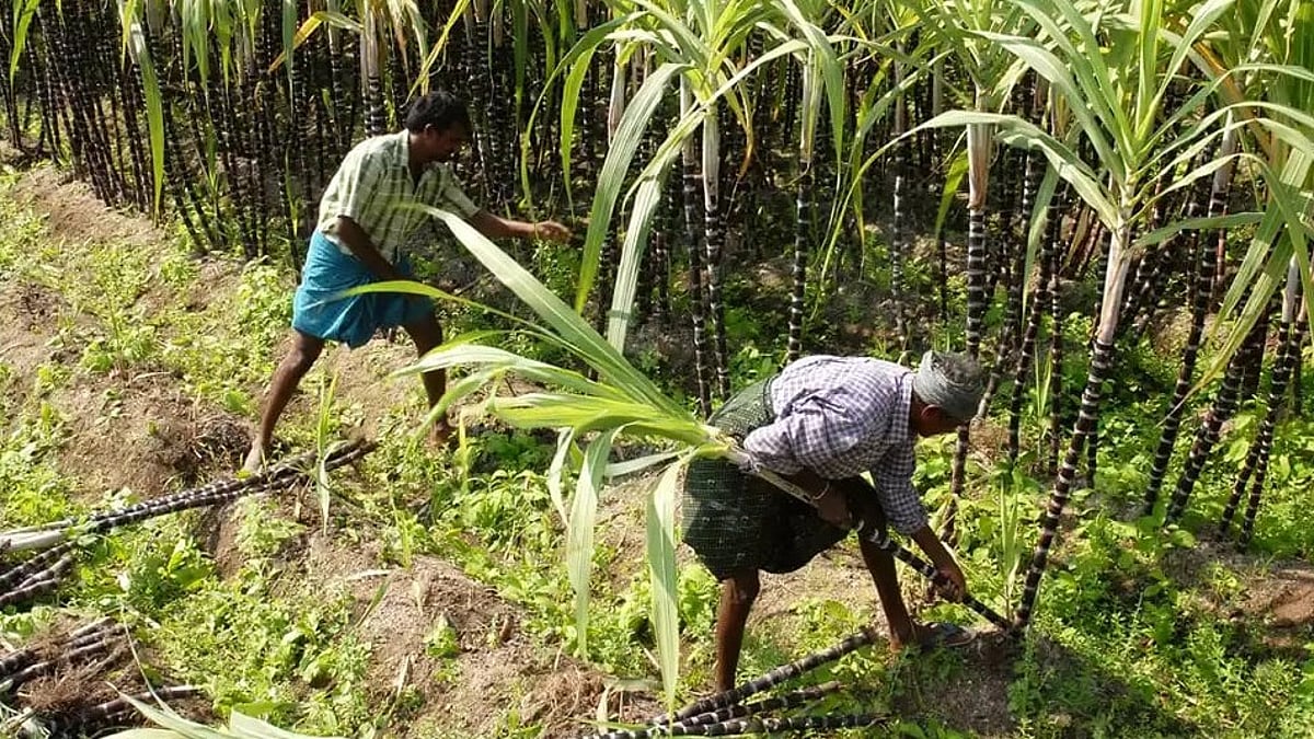Goa sugarcane farmers to get only central fixed rate as state ends support