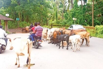 Goa to set up Cattle Sanctuaries in both districts