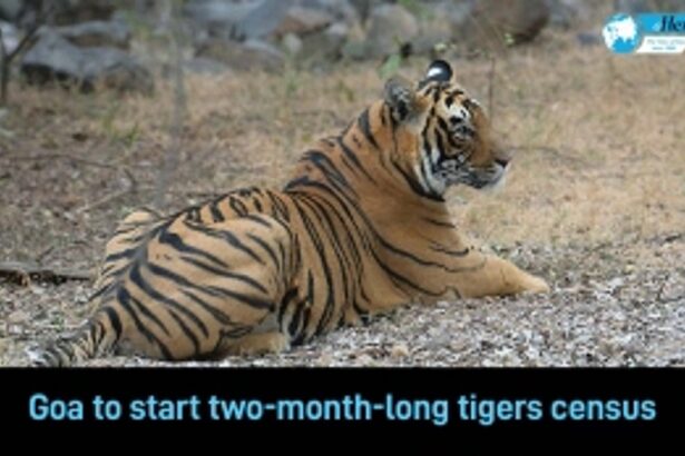 Goa to start two-month-long tigers census from March end.
