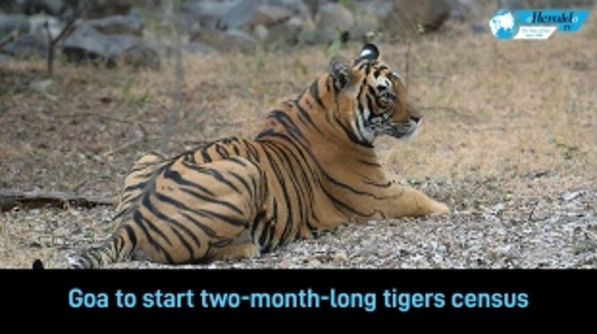 Goa to start two-month-long tigers census from March end.