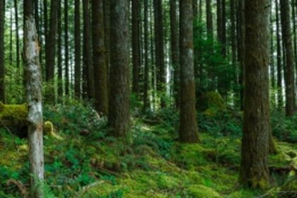 Goa withdraws plea to quash NGT fine for delay in producing private forests report