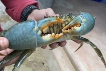 Goan Entrepreneurs Find Success in Crab Breeding Business