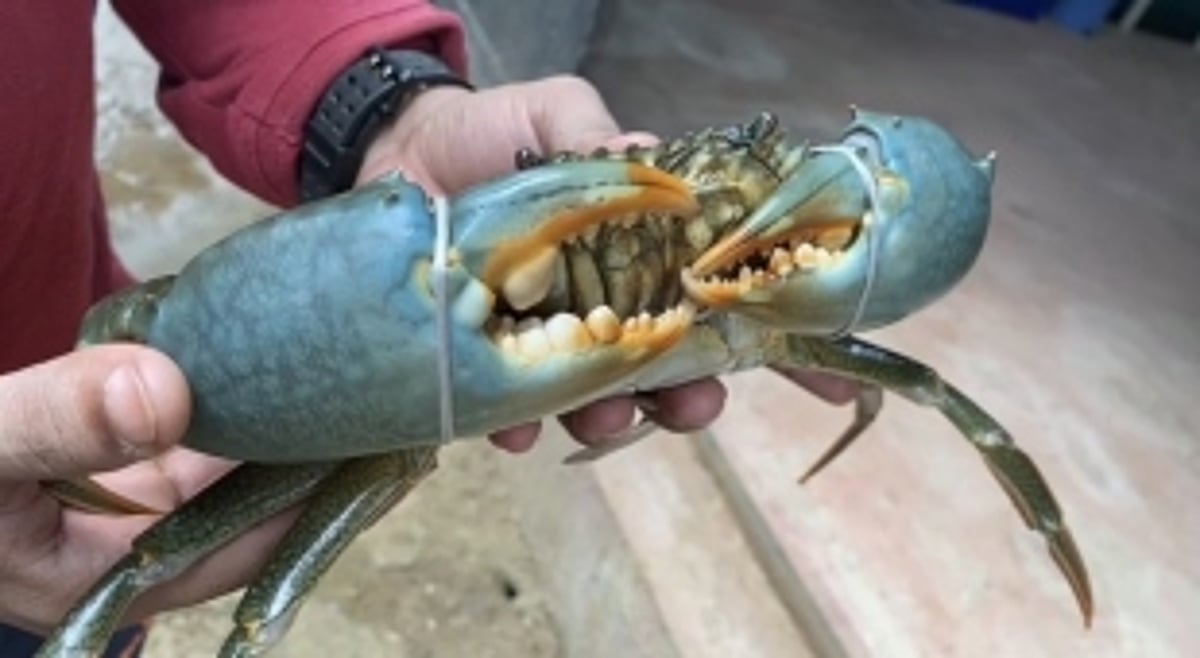 Goan Entrepreneurs Find Success in Crab Breeding Business