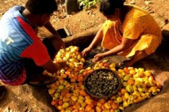 Goan Farmers Struggle as Cashew and Mango Yields Decline by 50%