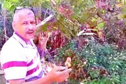 Goan cashew takes a hit