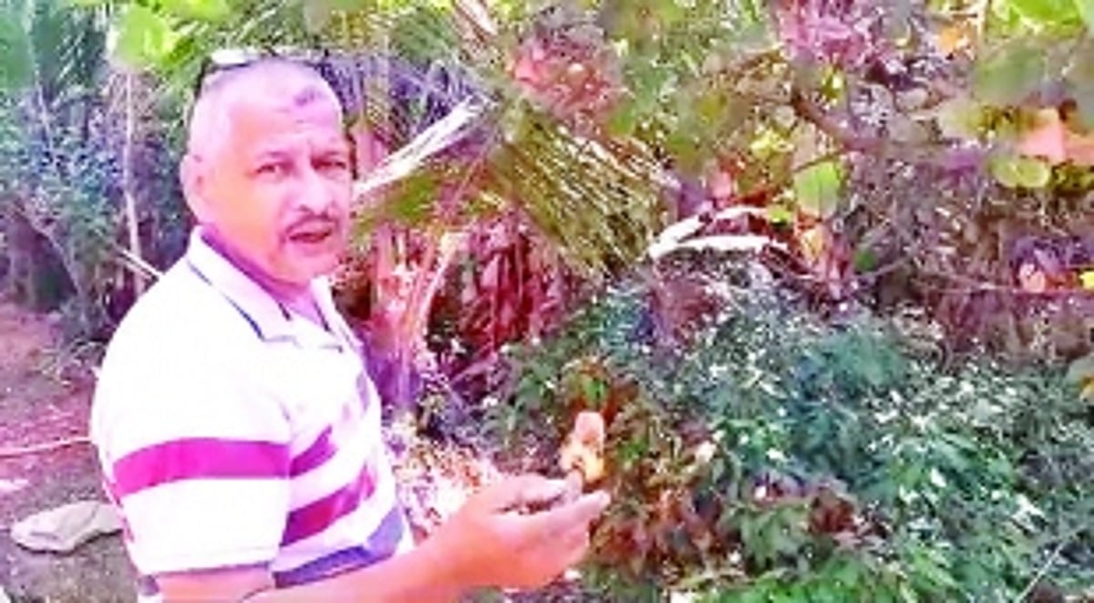 Goan cashew takes a hit