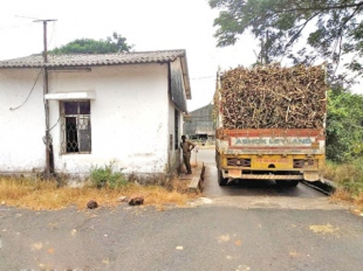 Goan farmers send 124 tonnes of sugarcane to K'taka factory