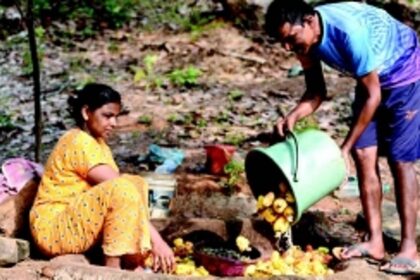 Goan farmers suffer as cashew and mango yield declines by about 50%