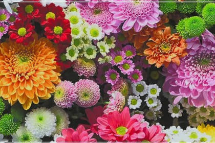 Goans Struggle with Fourfold Flower Price Surge Amid Festive Season