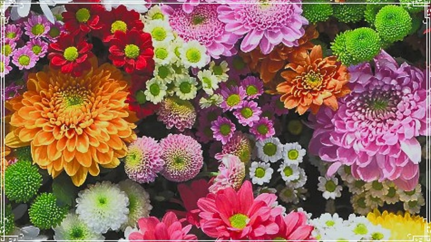 Goans Struggle with Fourfold Flower Price Surge Amid Festive Season