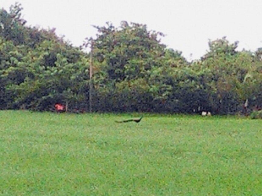 Goans behind conversion of low-lying areas in Nagoa?