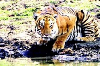 Goa’s AG says there’s no need to notify a Tiger Reserve immediately