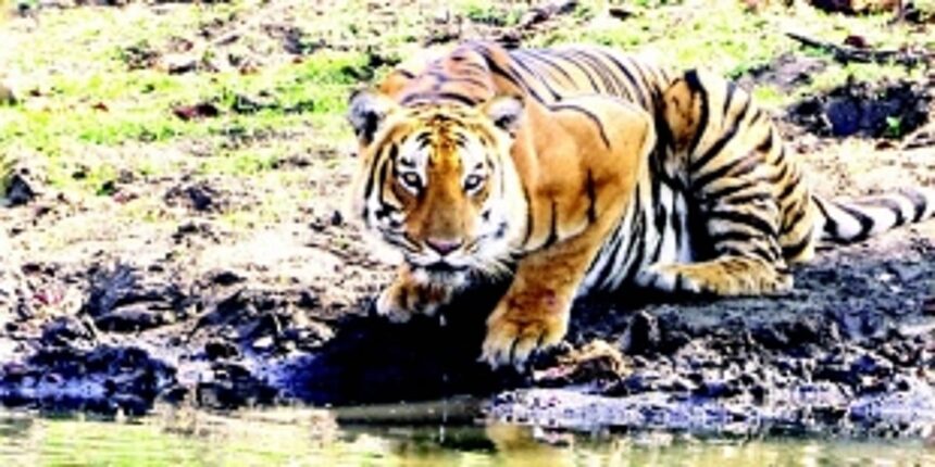 Goa’s AG says there’s no need to notify a Tiger Reserve immediately
