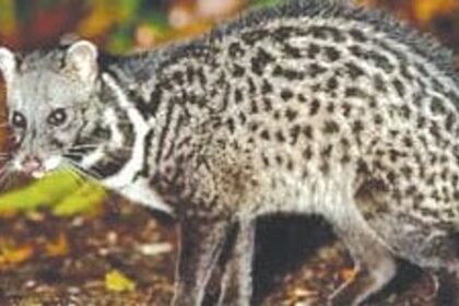 Goa’s Bondla Zoo Temporarily Closed After Suspected Viral Outbreak, 5 Animals Dead