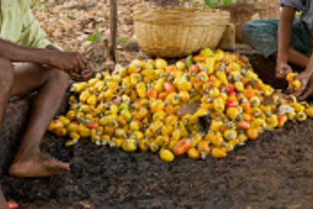 Goa’s Cashew Feni Producers, Distillers  & Bottlers Assn opposes Excise’s decision
