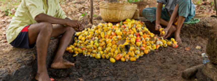 Goa’s Cashew Feni Producers, Distillers  & Bottlers Assn opposes Excise’s decision