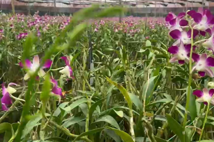 Goa’s Orchid Farmers Struggle to Survive Amid Lack of Government Support