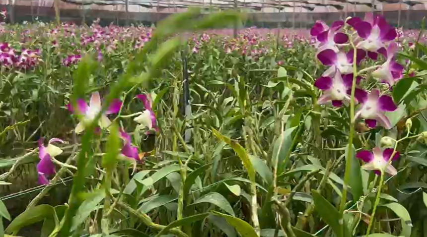Goa’s Orchid Farmers Struggle to Survive Amid Lack of Government Support 1 Goa’s Orchid Farmers Struggle to Survive Amid Lack of Government Support