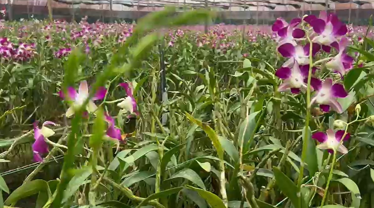 Goa’s Orchid Farmers Struggle to Survive Amid Lack of Government Support
