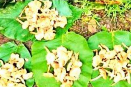 Goa’s Wild Mushroom Ban Sparks Conflict Between Tradition and Conservation