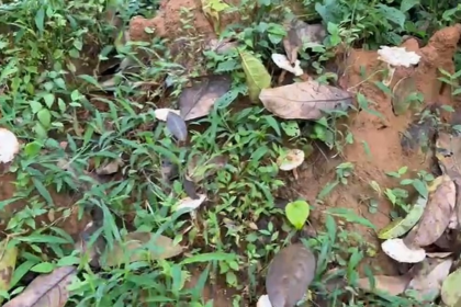 Goa's Wild Mushroom Ban Sparks Debate: Villagers Call for Sustainable Alternatives Over Blanket Prohibition