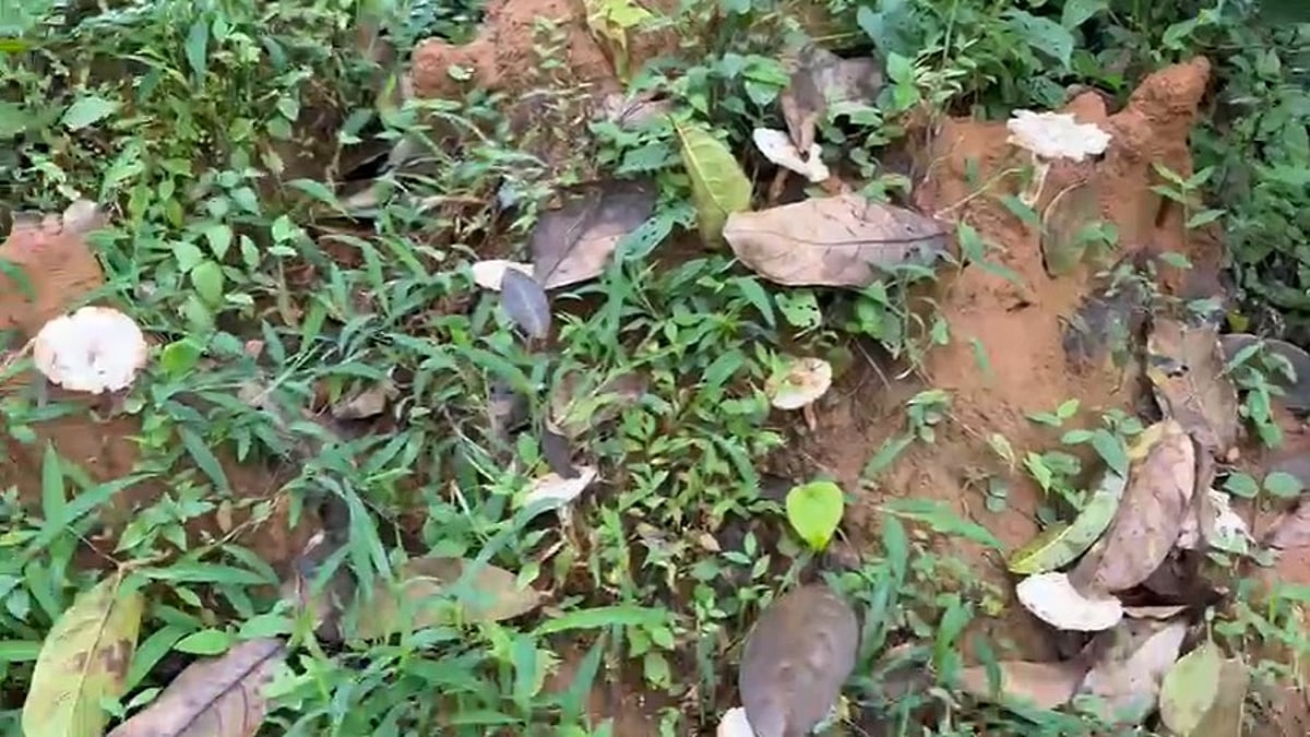 Goa's Wild Mushroom Ban Sparks Debate: Villagers Call for Sustainable Alternatives Over Blanket Prohibition