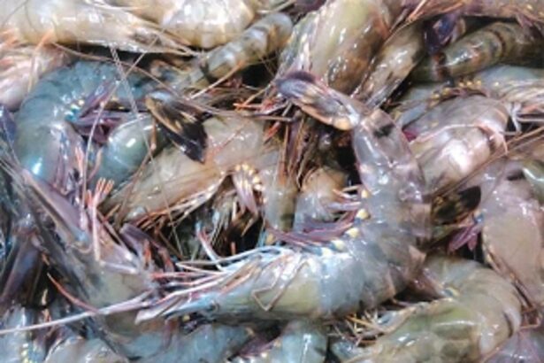 Goa’s aqua farmers rue lack of government support