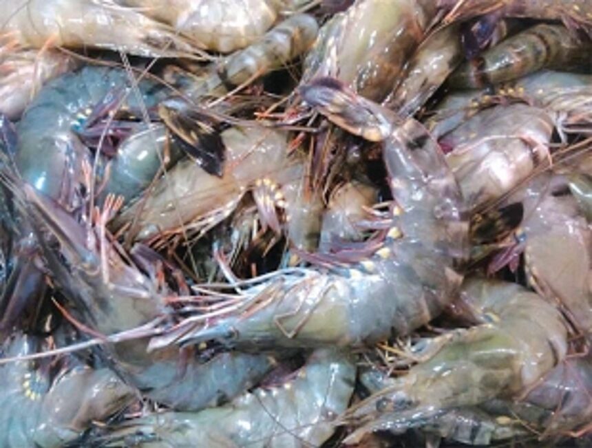 Goa’s aqua farmers rue lack of government support