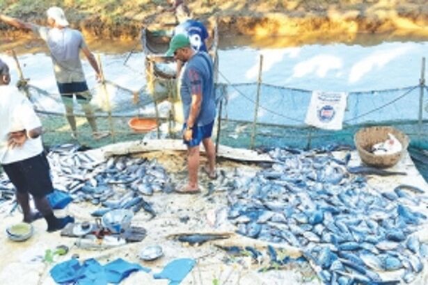 Goa’s aquafarmers left high and dry as Fisheries Department unable to provide them with shrimp, fish seeds