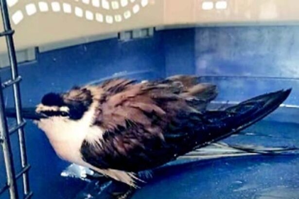 Goa’s beaches bloodied as more porpoises, snakes and sea birds fall victim to pollution, habitat loss