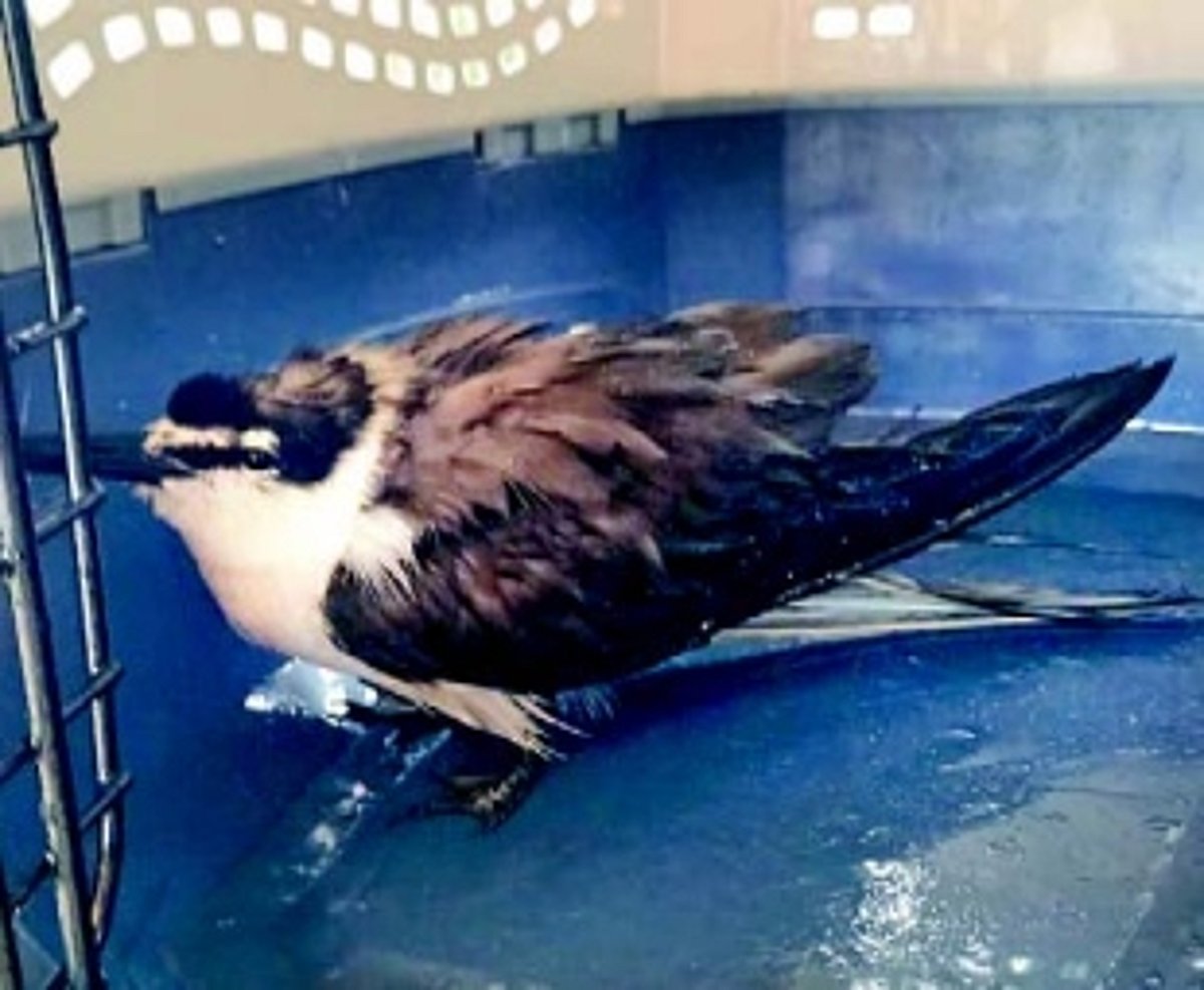 Goa’s beaches bloodied as more porpoises, snakes and sea birds fall victim to pollution, habitat loss