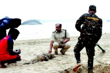 Goa’s dolphins in peril: Wildlife experts urge Forest Dept to enhance monitoring, share data