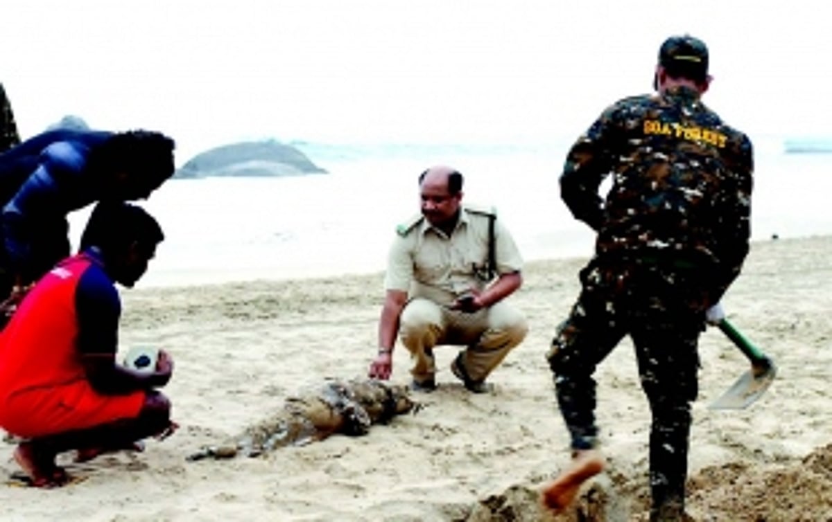 Goa’s dolphins in peril: Wildlife experts urge Forest Dept to enhance monitoring, share data