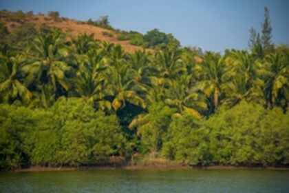 Goa’s forests and tree cover under severe threat as new land conversion rules transfer all powers to the Collector