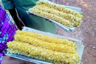 Goa’s fragrant Suranga flowers in high demand especially in Ponda taluka