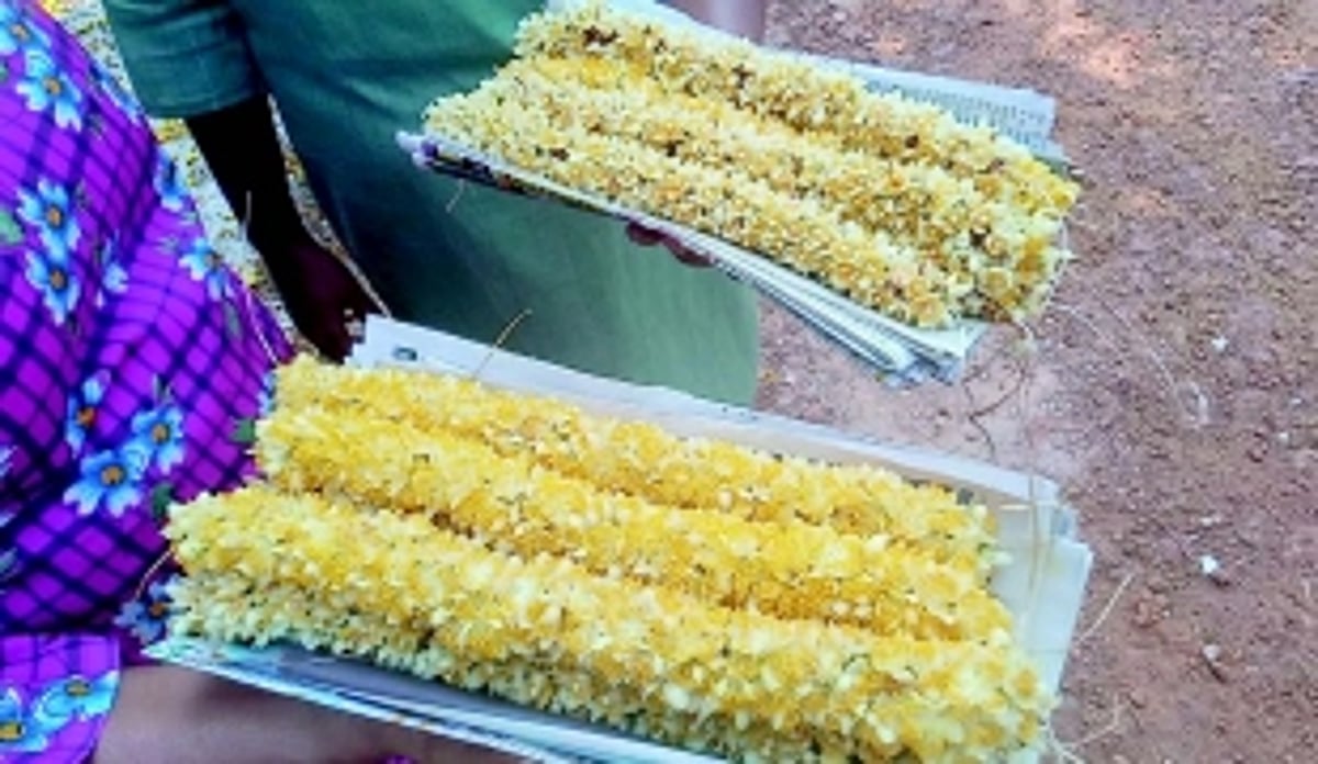 Goa’s fragrant Suranga flowers in high demand especially in Ponda taluka