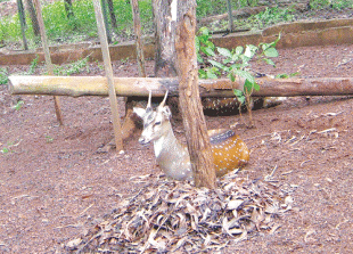 Goa’s illegal meat market has a sinister story