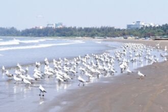 Goa’s local self-governance has been  damned and there’s no accountability