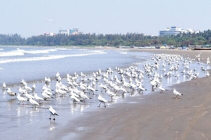 Goa’s local self-governance has been  damned and there’s no accountability