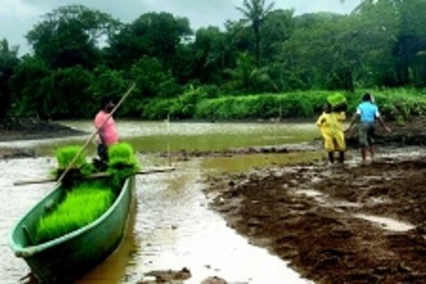 Goa’s ‘Paddy Man’ innovates farming in Curtorim’s khazans, uses canoes to ferry machinery