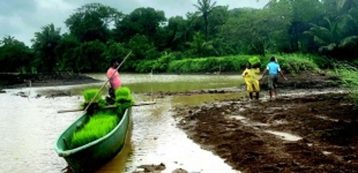 Goa’s ‘Paddy Man’ innovates farming in Curtorim’s khazans, uses canoes to ferry machinery