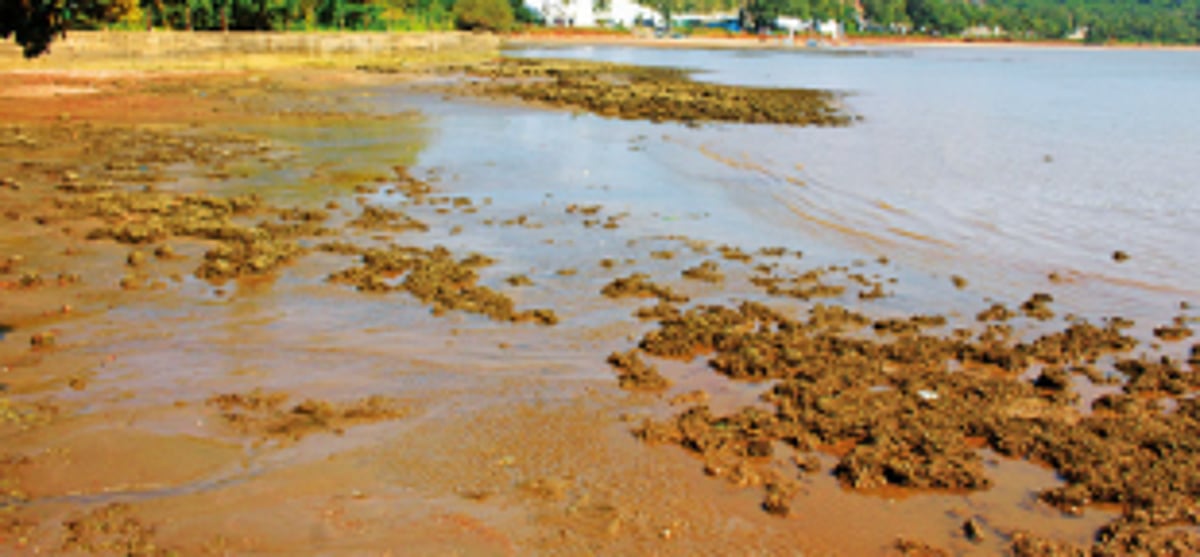 Goenkar Against  Marina to hold  public meeting