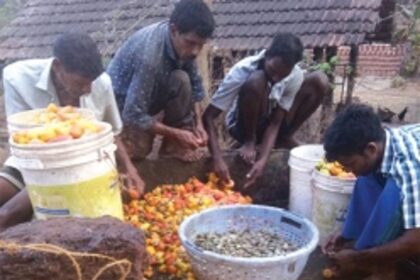Goenkars who preserve heritage in a bottle