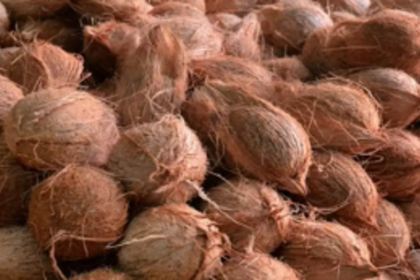 Going nuts: Dwindling demand for Goan coconuts, future bleak for Sattari farmers