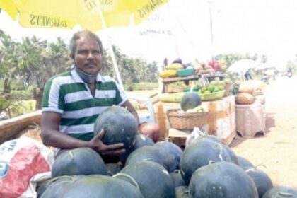 Good harvest of watermelons after two years brings back smile on farmers