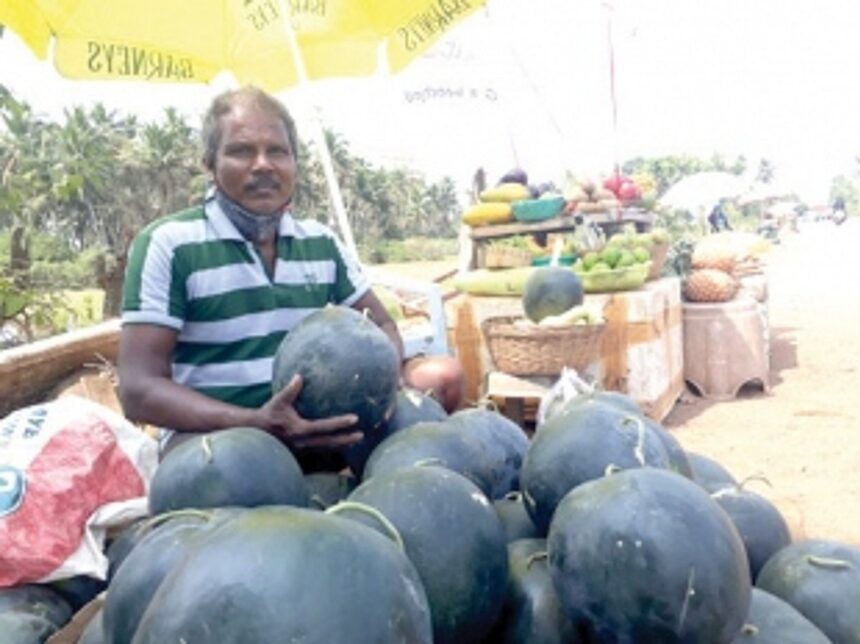 Good harvest of watermelons after two years brings back smile on farmers
