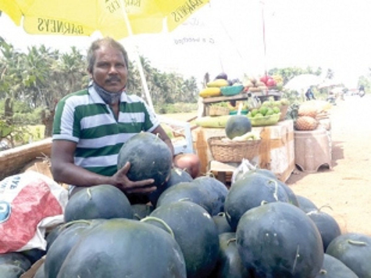 Good harvest of watermelons after two years brings back smile on farmers